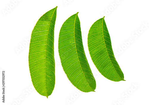 three leaf on isolated Beautiful of pattern