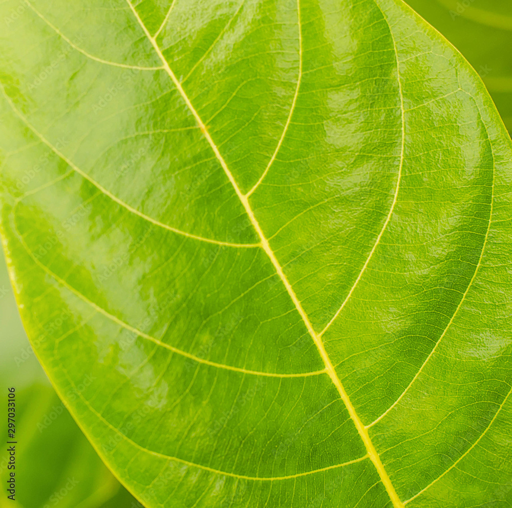 close up leaf texture