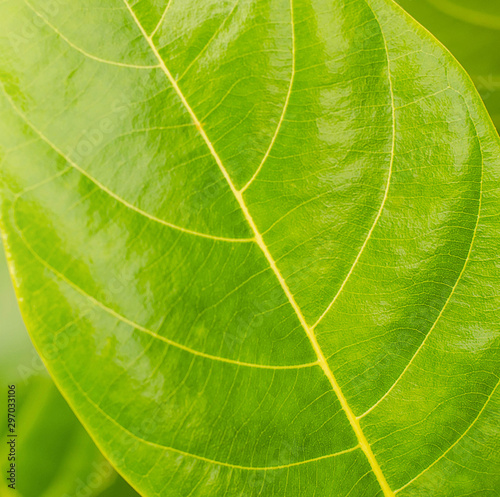 close up leaf texture