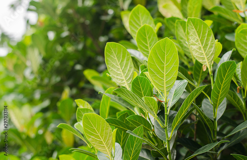 leaf texture