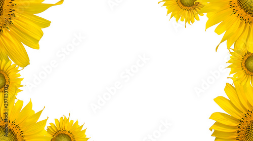 sunflower flame on isolate background