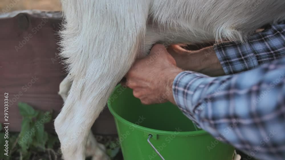 Milking a goat. Close-up view.