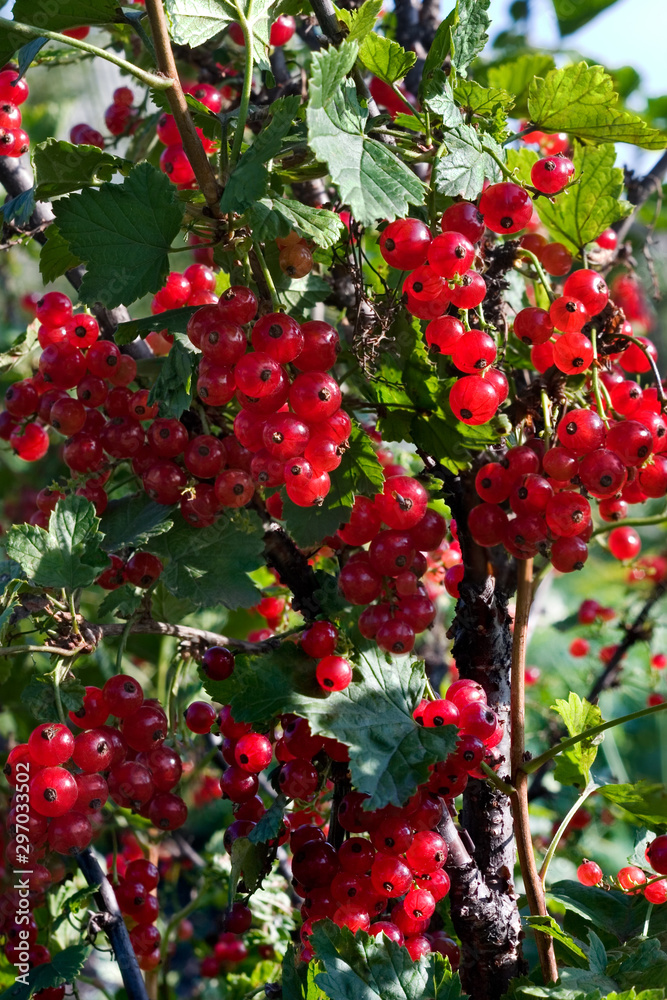 Obraz premium Red currant
