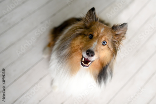 Beautiful brown sheltie dog with blue eyes in a studio on white wood floor 