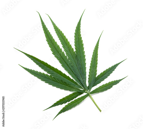 marijuana or cannabis leaf isolated on white background