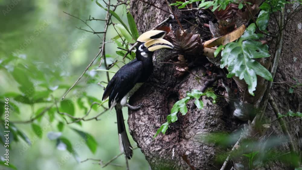 Oriental pied hornbill (Anthracoceros albirostris), high angle view, side shot perched with food in beak, feed to female and baby in the cavity of tree trunk in tropical forest, northeast of Thailand. Oriental pied hornbill (Anthracoceros albirostris), high angle view, side shot perched with food in beak, feed to female and baby in the cavity of tree trunk in tropical forest, northeast of Thailand.