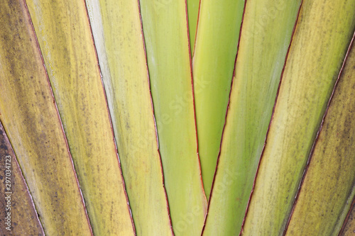 Closeup of ornamental banana leaves.  Traveler's palm background.