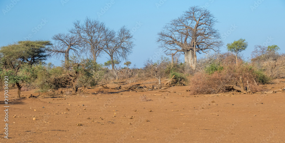 Landscape detailing drought conditions in the pre-rainy season in the northern Kruger National Park in South Africa image with copy space