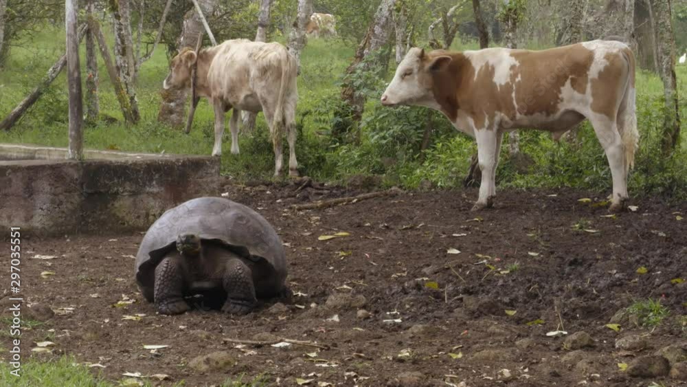 Galapagos Giant Tortoise and cows on farm on Santa Cruz Island in Galapagos Islands. Amazing animals, nature and wildlife video from Galapagos highlands. Galapagos Giant Tortoise and cows on farm on Santa Cruz Island in Galapagos Islands. Amazing animals, nature and wildlife video from Galapagos highlands.