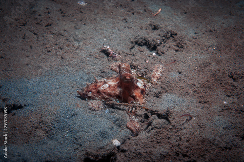 Obraz na plátně Pacific Red Octopus