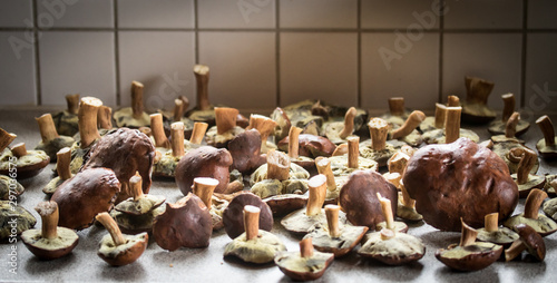 Wallpaper Mural Gesammelte Maronenröhrlinge vor der Zubereitung Torontodigital.ca