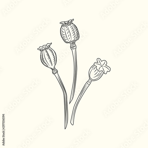 Poppy flower isolated illustration. Poppies Engraving vintage style.