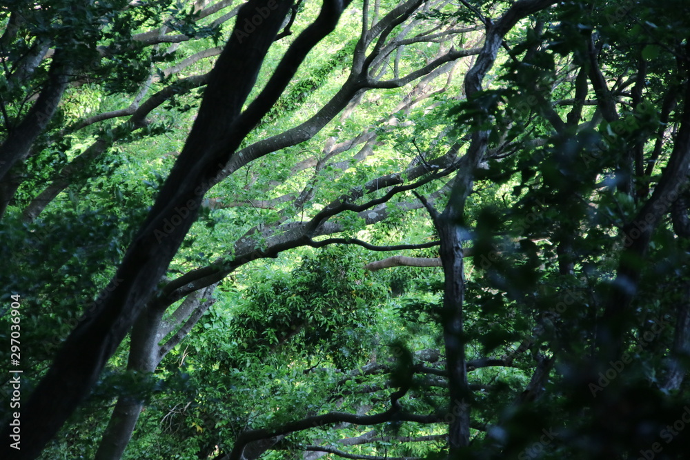 Fototapeta premium 新緑の木々