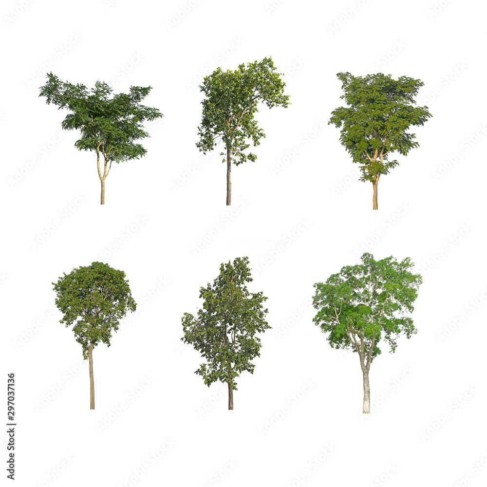 Big isolated green tree on white background Big isolated green tree on white background