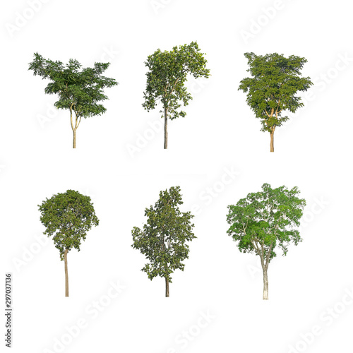 Big  isolated  green  tree on white background