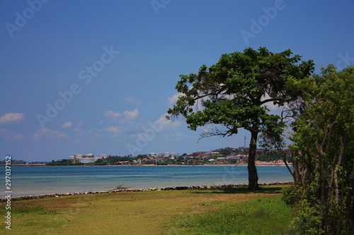 tree on beach