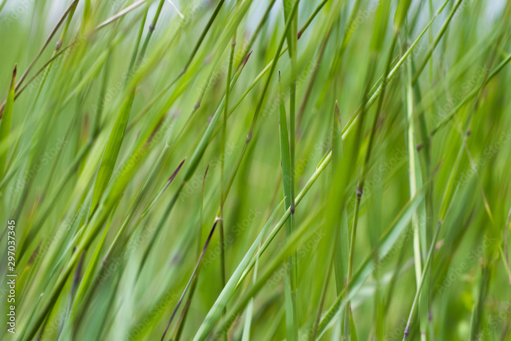 Macro Photography Lush Green Grass Swaying In The Breeze On A Sunny Day Macro Photography Lush Green Grass Swaying In The Breeze On A Sunny Day