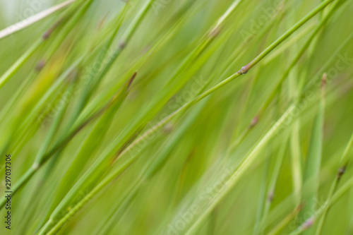 Macro Photography Lush Green Grass Swaying In The Breeze On A Sunny Day