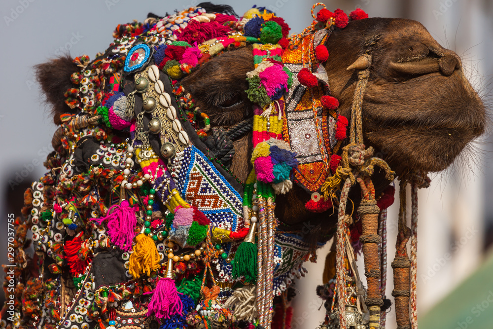 Obraz premium Camel Fair in the Pushkar Desert