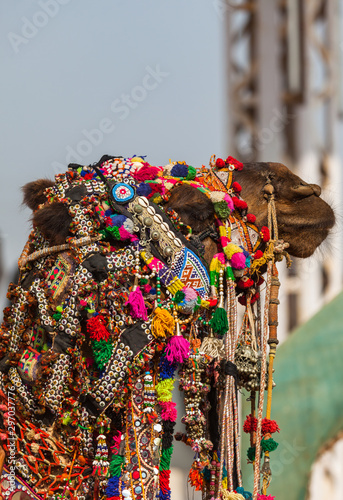 Camel at the festival in Pushkar