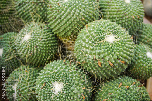 Cactus plant. Domestic botanical cactus for gardening.