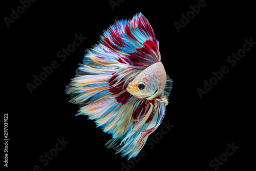 The moving moment beautiful of red and white siamese betta fish or fancy betta splendens fighting fish in thailand on black background. Thailand called Pla-kad or half moon biting fish.