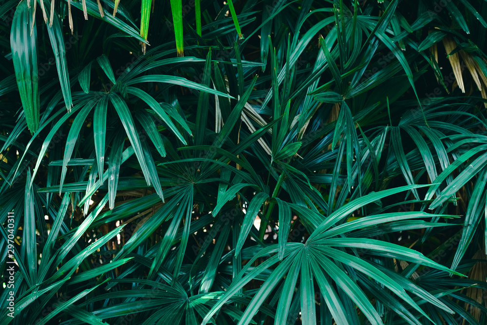 Many green leaves of tropical palm trees.