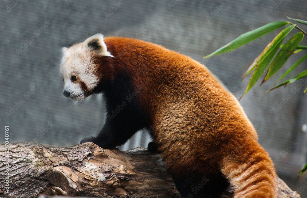 Fototapeta premium Small Panda (Red Panda). Red Panda is a little bigger than a cat. On muzzle figure in the form of masks. Leads a nocturnal lifestyle, sleeps during the day. Small Panda has a peaceful nature.