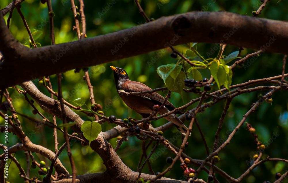 A common Indian Myna bird sitting on a tree branch in the early morning at Lodhi garden, Delhi, India. A common Indian Myna bird sitting on a tree branch in the early morning at Lodhi garden, Delhi, India.
