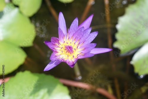 Close up a purple lotus was begin bloom in morning while get sunlight.