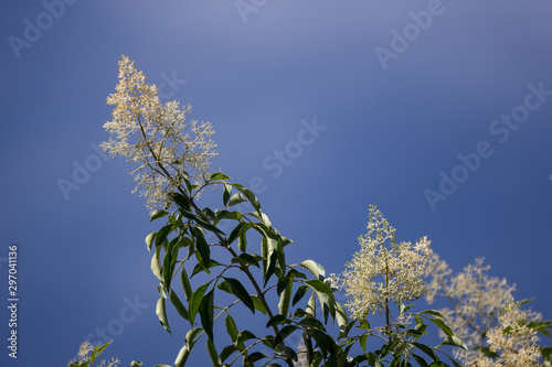White Flower in blue sky or Fraxinus griffithii tree photo