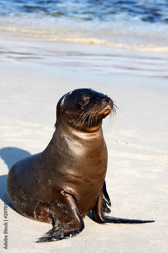 Fototapeta premium Sea lion on the beach in Galapagos, Ecuador