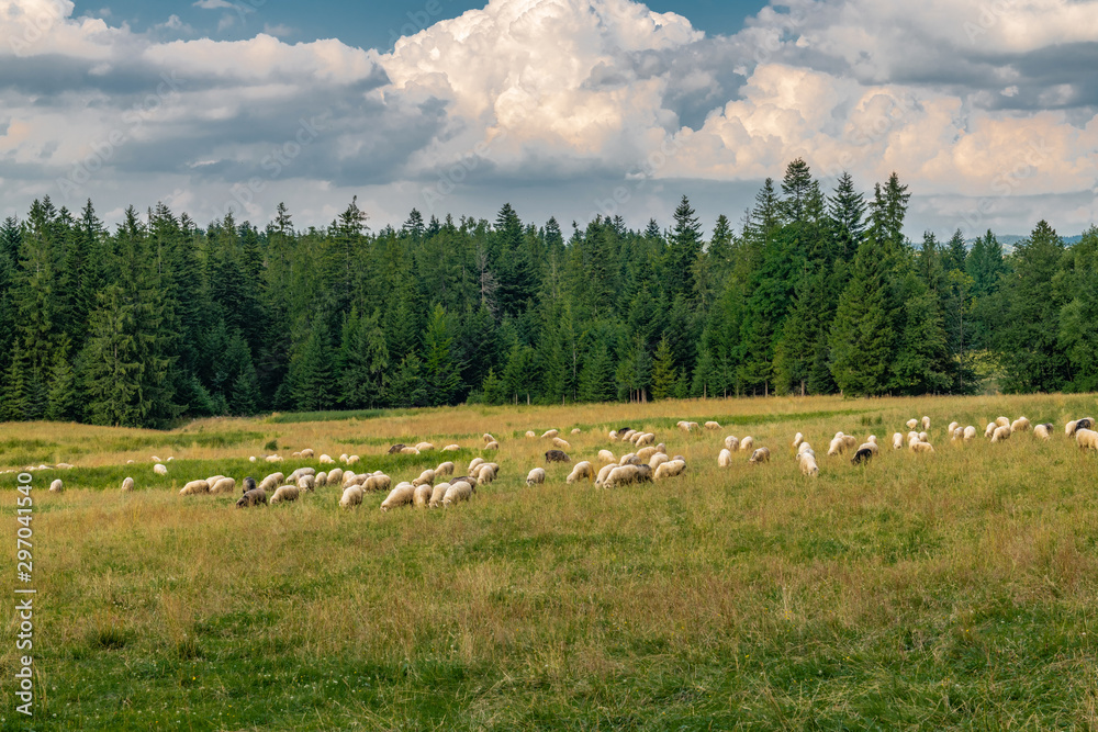Sheep grazing in a green meadow. Tatra, Poland.
