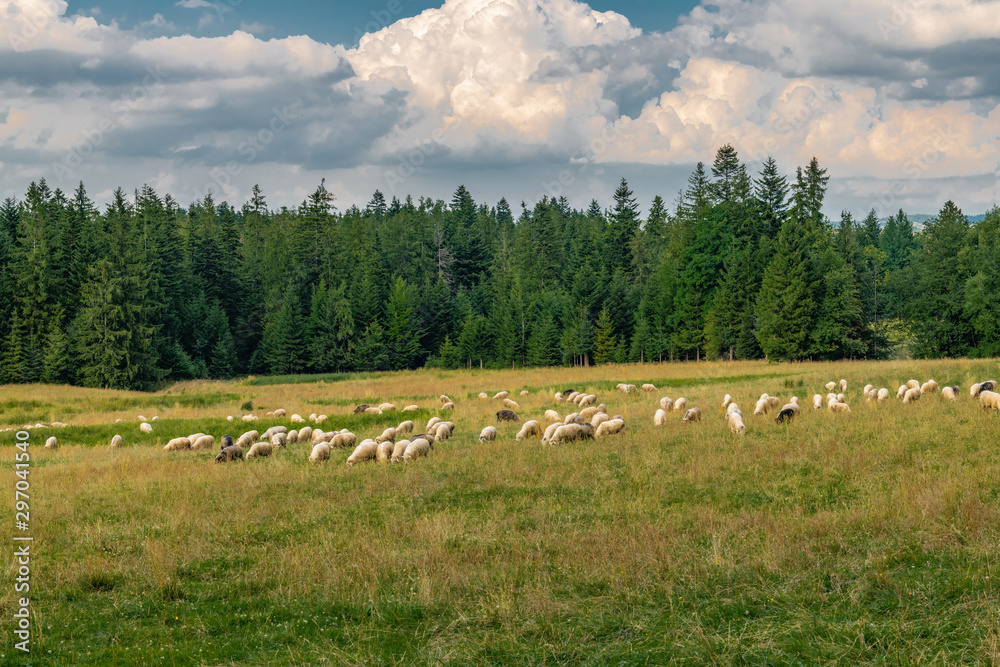 Obraz premium Sheep grazing in a green meadow. Tatra, Poland.