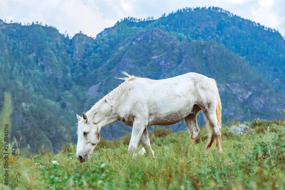 horse grazing in a clearing