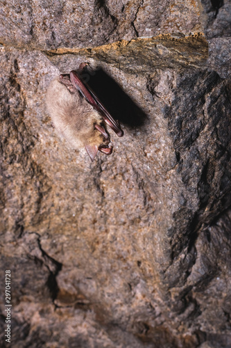 A wild bat hangs in a dream on the ceiling of a stone cave. Little bats in the North Caucasus