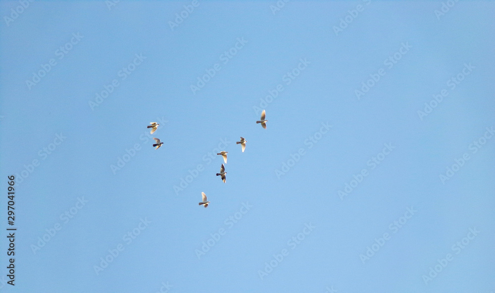 A flock of beautiful domestic pigeons circling a group over the houses. Pigeons against the sky.