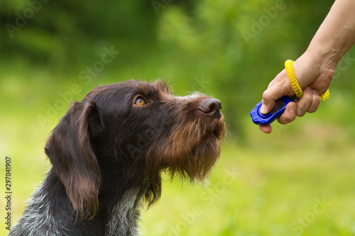 training a hunting dog with a clicker