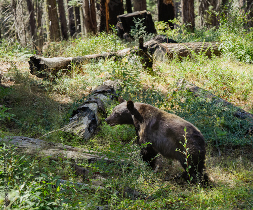 wild bear in the forest