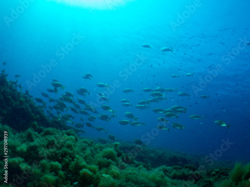 sea       bottom with many fish
