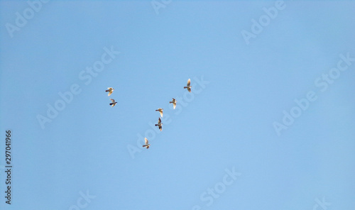 A flock of beautiful domestic pigeons circling a group over the houses. Pigeons against the sky.