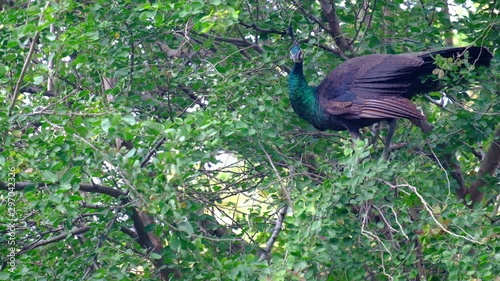 The birds rested peacefully on the tree, animal concept