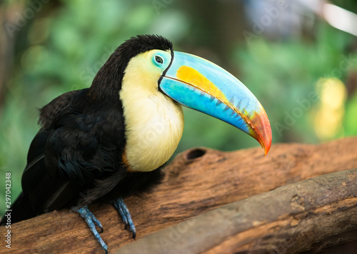 Portrait de toucan