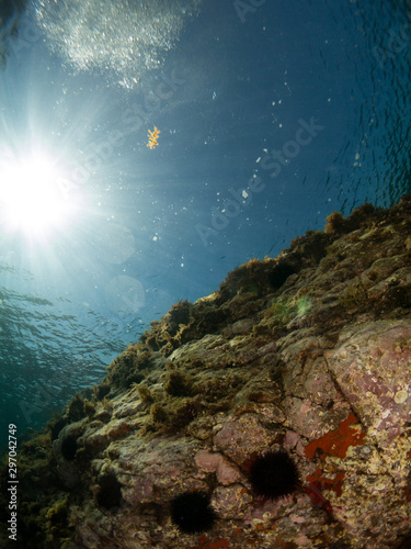 sea       bottom with many fish