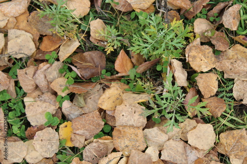 Autumn yellow and brown leaves on green grass background