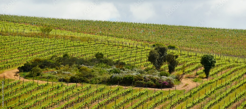 Landscape with fresh green wine fields in Spring