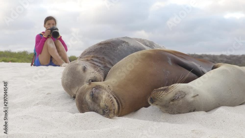 Animal wildlife nature photographer tourist photographing Galapagos Sea Lion in sand lying on beach on Gardner Bay Beach, Espanola Island, Galapagos Islands, Ecuador, South America.