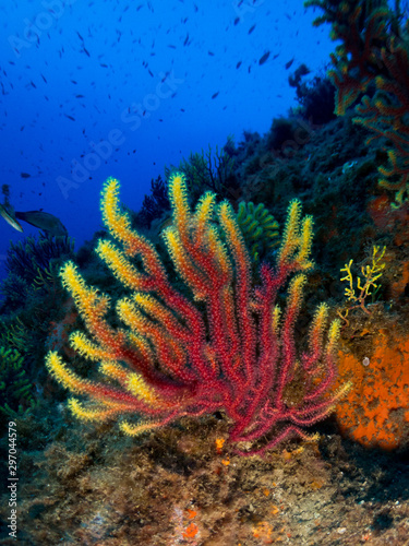 seabed with corals and macro