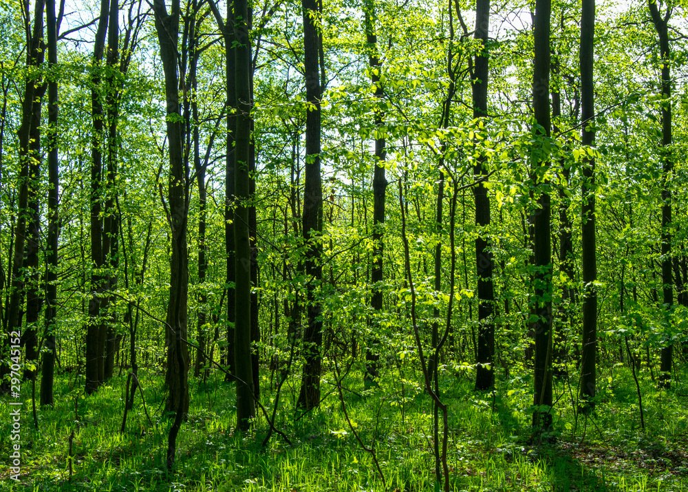 Forest trees. nature green wood sunlight backgrounds Forest trees. nature green wood sunlight backgrounds