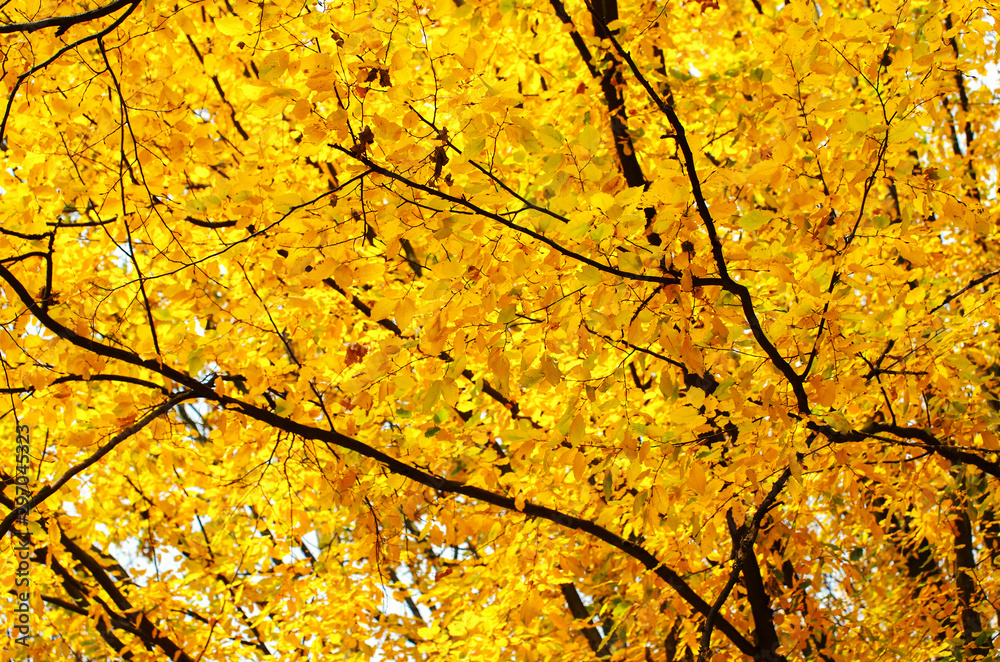 Yellow leaves on a twig in autumn Yellow leaves on a twig in autumn